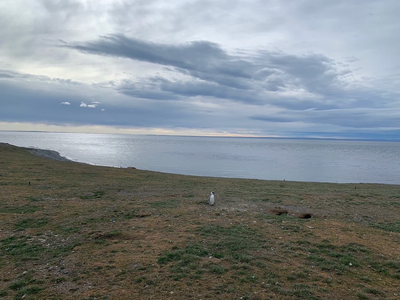 A Magellanic penguin on Magdalena Island